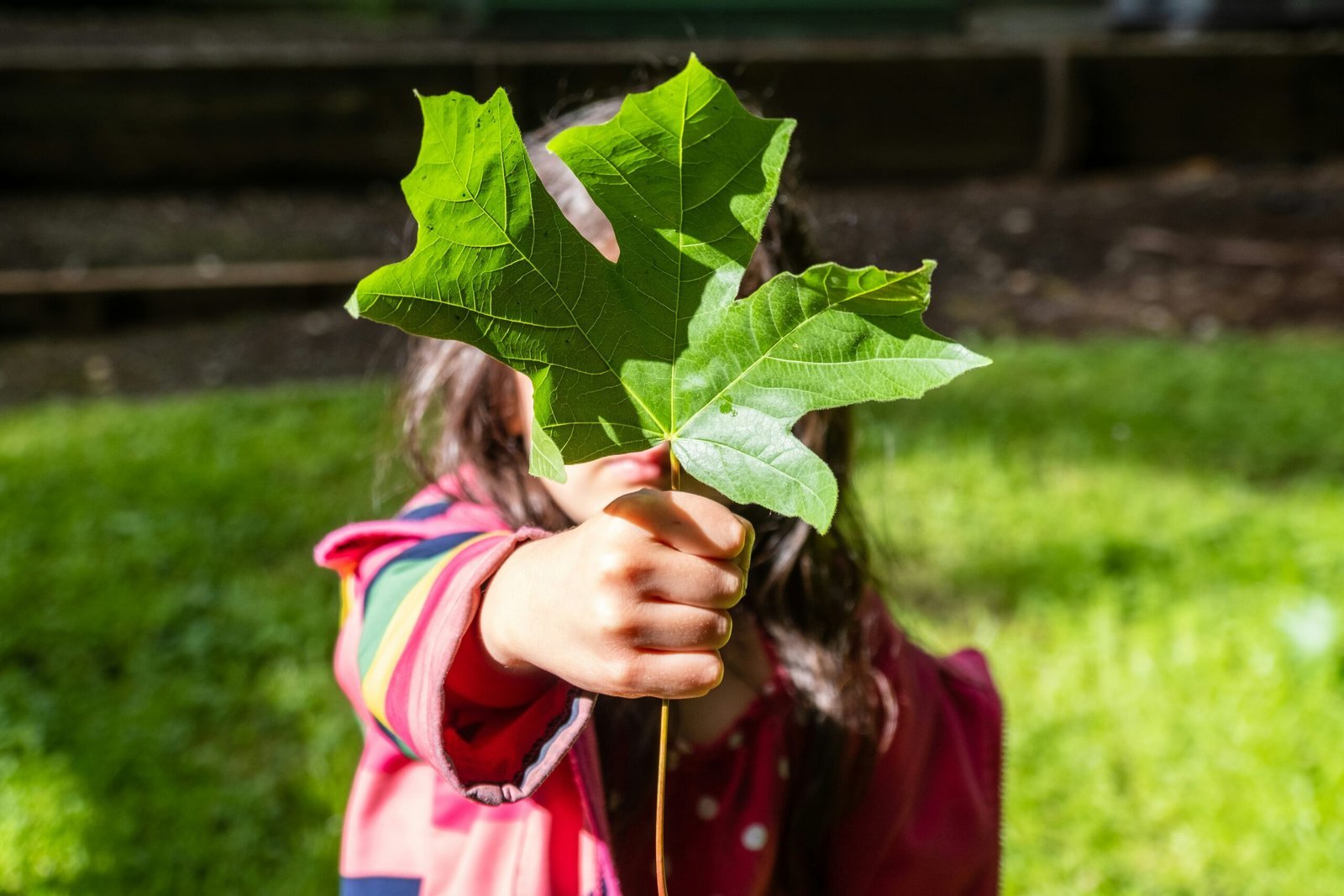 girl in pink jacket holding green maple leaf